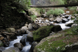 Minnamurra Rainforest 